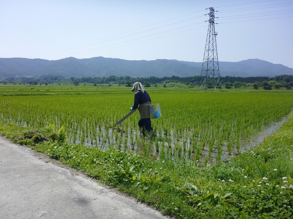 《冷めても美味しい！川下り米》2 『白米』平成30年産無農薬ぼかし肥料コシヒカリ20kg 10，000円 送料込