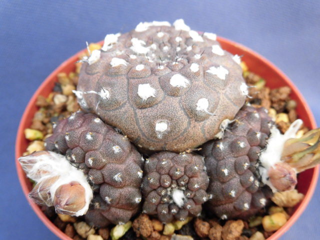 サボテン・多肉植物　＊バルクテンシス