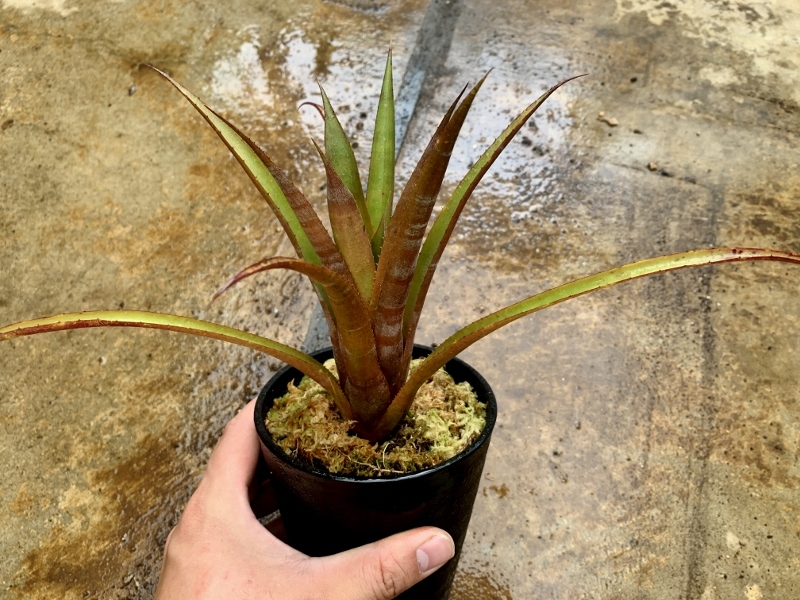 エクメア・エチドナ　Aechmea 'Echidna'