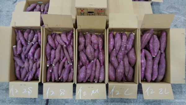 【送料無料1円スタート】熊本県産 紅はるか 新物 大サイズ(箱込20kg) 紅はるか 20kg 熊本県産 送料無料 熊本県産熟成紅はるかL 紅はるか４L～２Lサイズ