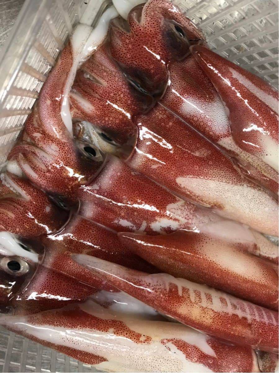 数量9限定値下げ 白烏賊 白イカ ケンサキイカ 2kg 中～大サイズ 小分け冷凍 お刺身にも
