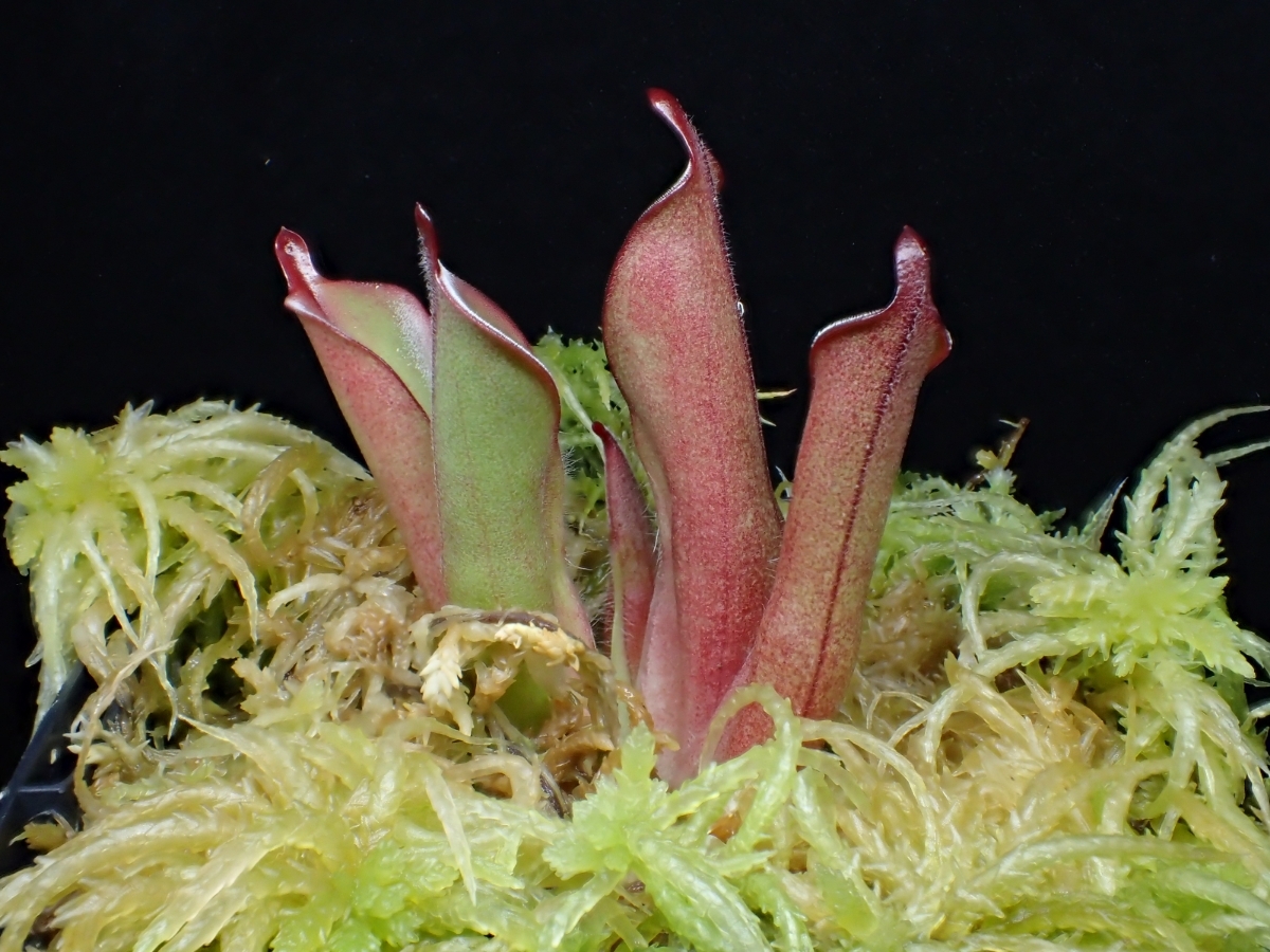 chimantensis Heliamphora #1 H. CherryRadishPlantsの食虫植物