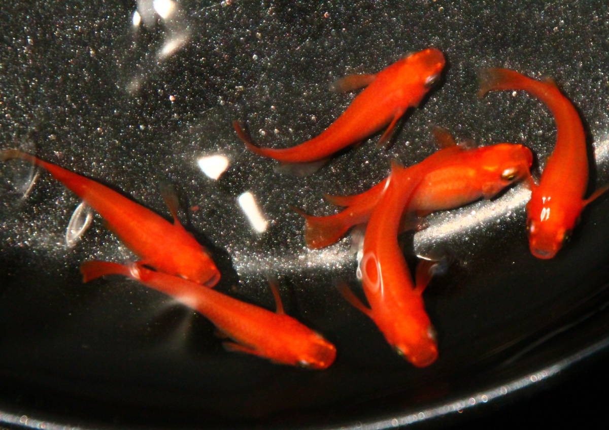 和金のような赤 超極赤 楊貴妃の女帝 紅帝楊貴妃メダカの有精卵個 A めだか 売買されたオークション情報 Yahooの商品情報をアーカイブ公開 オークファン Aucfan Com