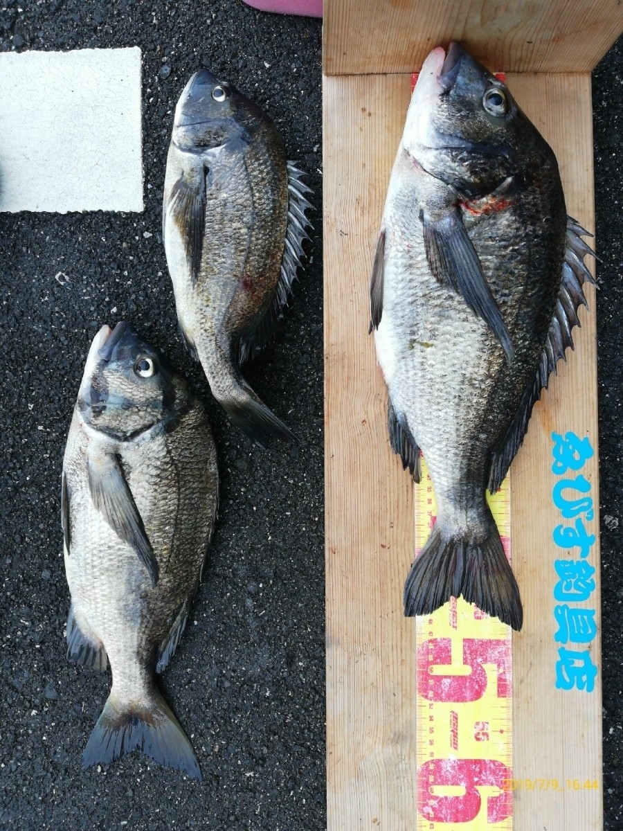 フィッシング クール料金込100匹・カメジャコ（小）☆筏 クール料金込100匹・カメジャコ（小）☆筏☆黒鯛☆クロダイ☆チヌ☆ 品質保証，安い 入札前に注意事項の確認をお願いいたします ☆筏☆黒鯛☆クロダイ☆チヌ☆ボケ 活き餌カメジャコ（小）60匹 天然 | 冷凍カメジャコ（アナジャコ）100匹 クール料金込100匹・カメジャコ（小）☆筏☆黒鯛☆クロダイ ※検索タグ 石鯛冷凍餌 ウナギ釣り 生き餌 特大10匹1袋セット