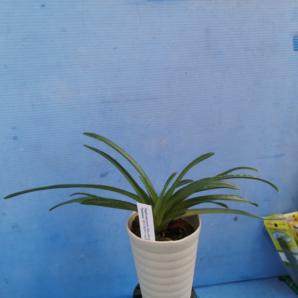 Paph. esquirolei Orchid Paph パフィオ 原種 Paphiopedilum - ◎◎洋