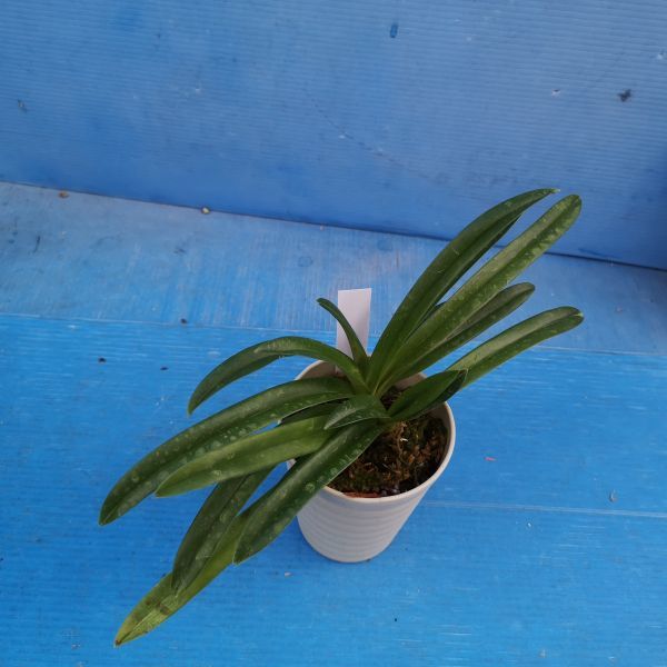 Paph. esquirolei Orchid Paph パフィオ 原種 Paphiopedilum - ◎◎洋