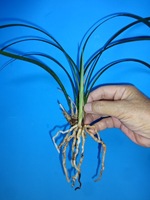 超激得寒蘭 高知県四万十市口屋内産 蘭舎整理品 ② c-86(花、園芸)｜売買されたオークション情報、yahooの商品情報をアーカイブ公開 - オークファン その他