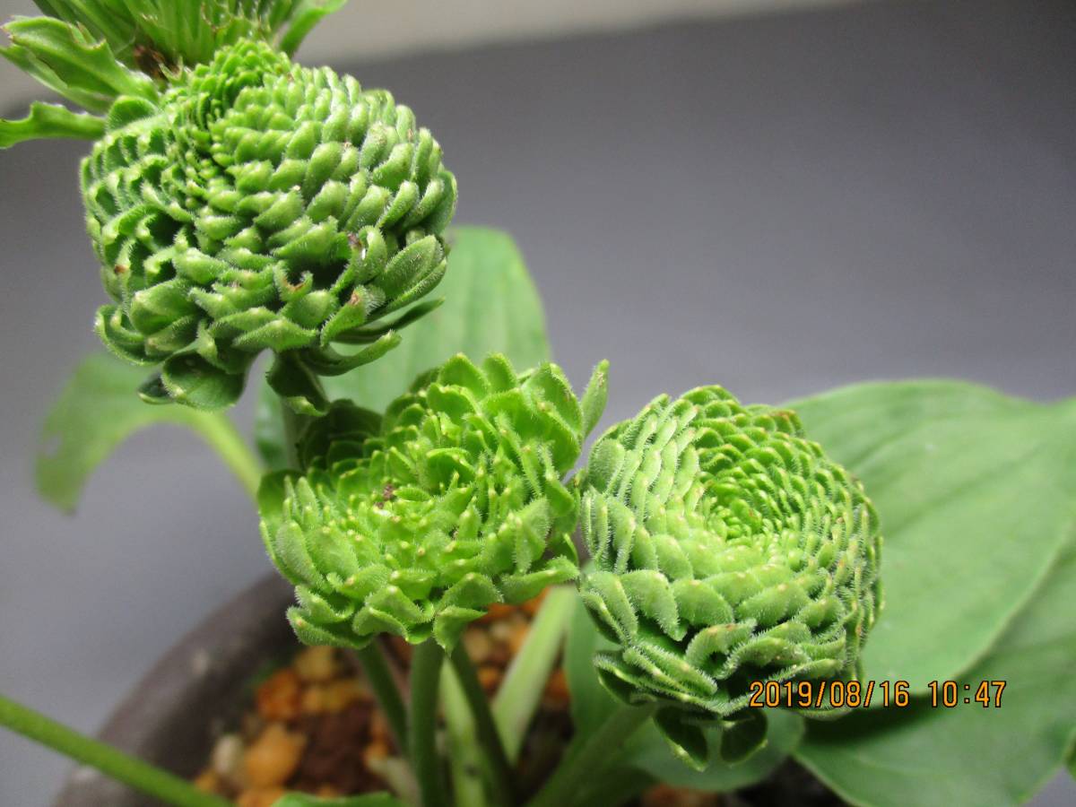 山野草 オオバコ 緑花 の千重咲き 種 売買されたオークション情報 Yahooの商品情報をアーカイブ公開 オークファン Aucfan Com