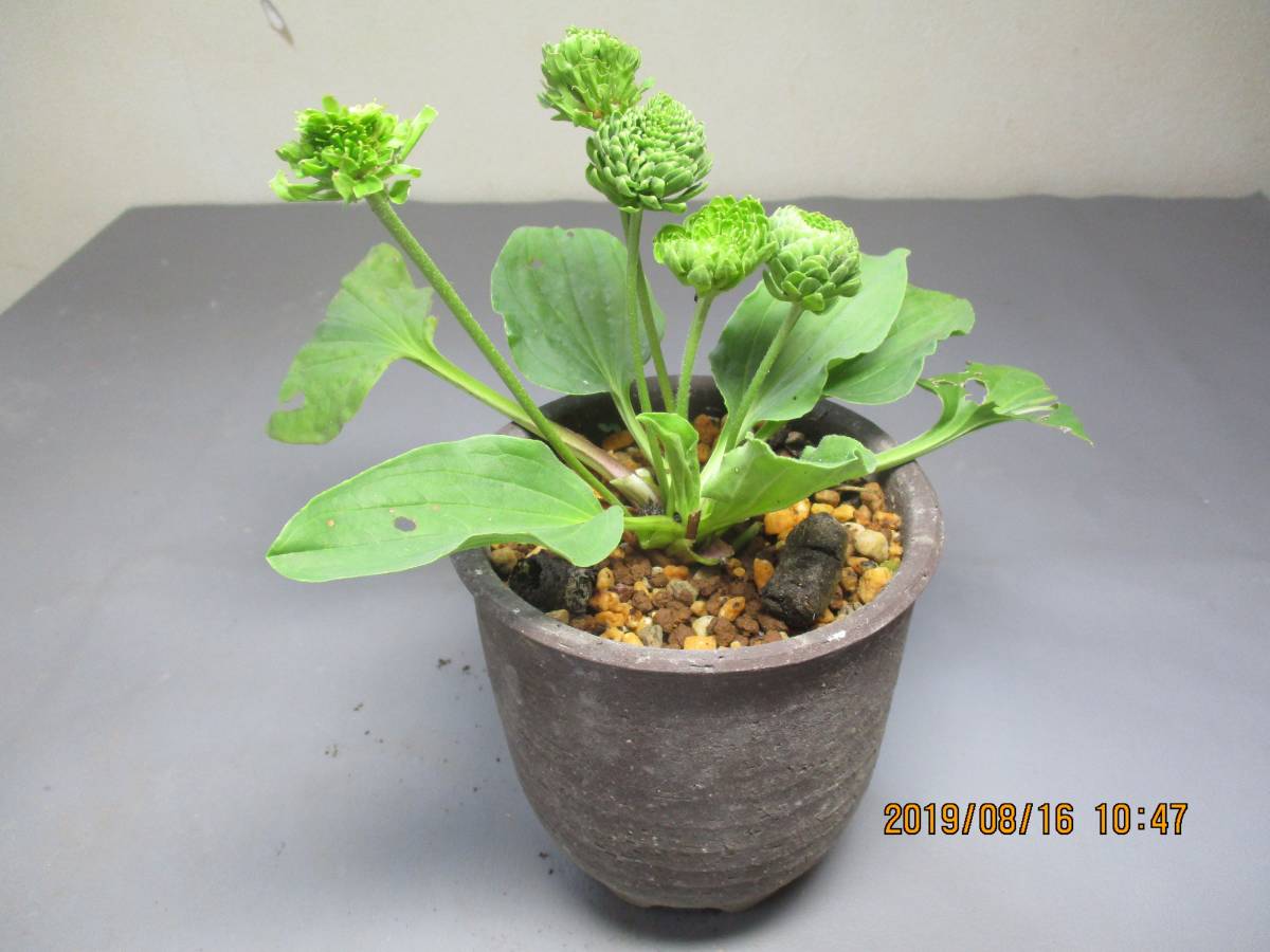 山野草 オオバコ 緑花 の千重咲き 種 売買されたオークション情報 Yahooの商品情報をアーカイブ公開 オークファン Aucfan Com