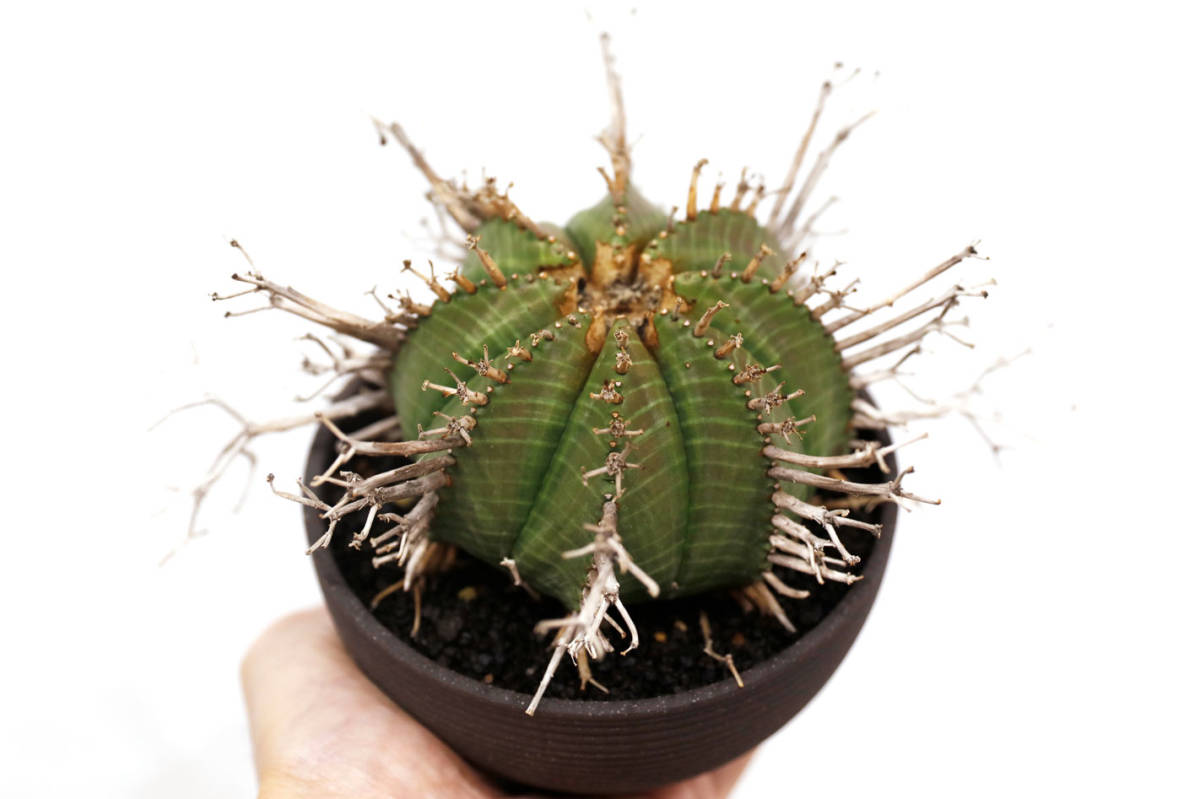 スーパーバリダ konect 芯止め ◆ ユーフォルビア バリダ Euphorbia valida ◎ rlf toky raw life factory neoshiho 多肉植物 fang black