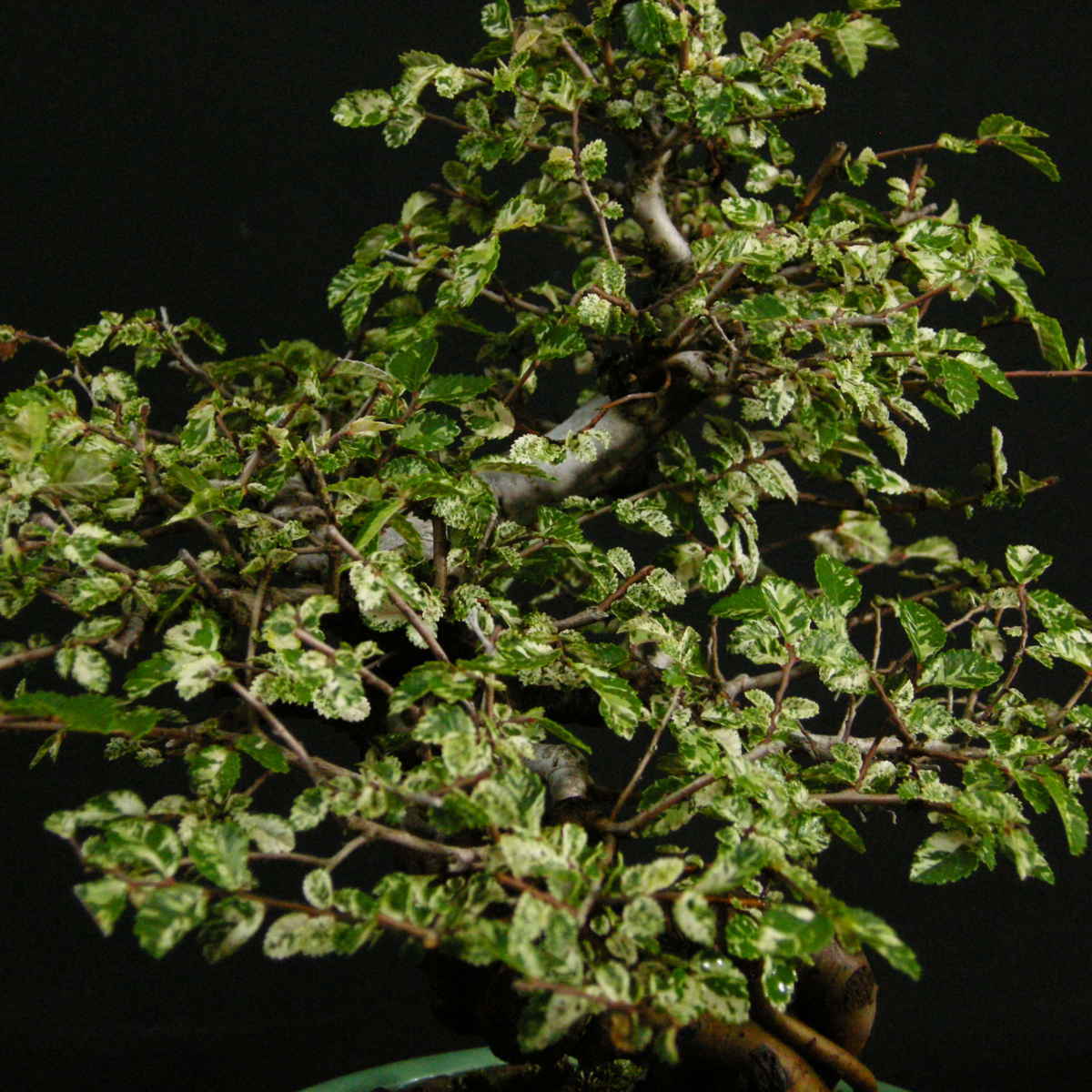 ミニ盆栽 斑入り ニレケヤキ 楡欅・ニレケヤキ⁄盆栽、多肉植物、塊根