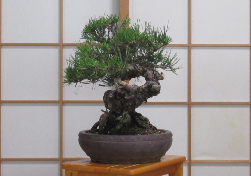 黒松盆栽」山採り極古・変わり木(Z87) 【公式通販】