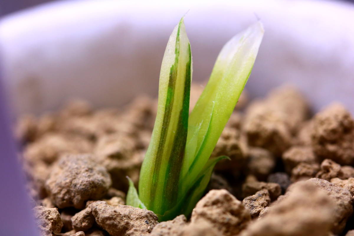 多肉植物 ハオルチア オブツーサ錦 赤斑 赤い鳥 全斑 【公式通販】