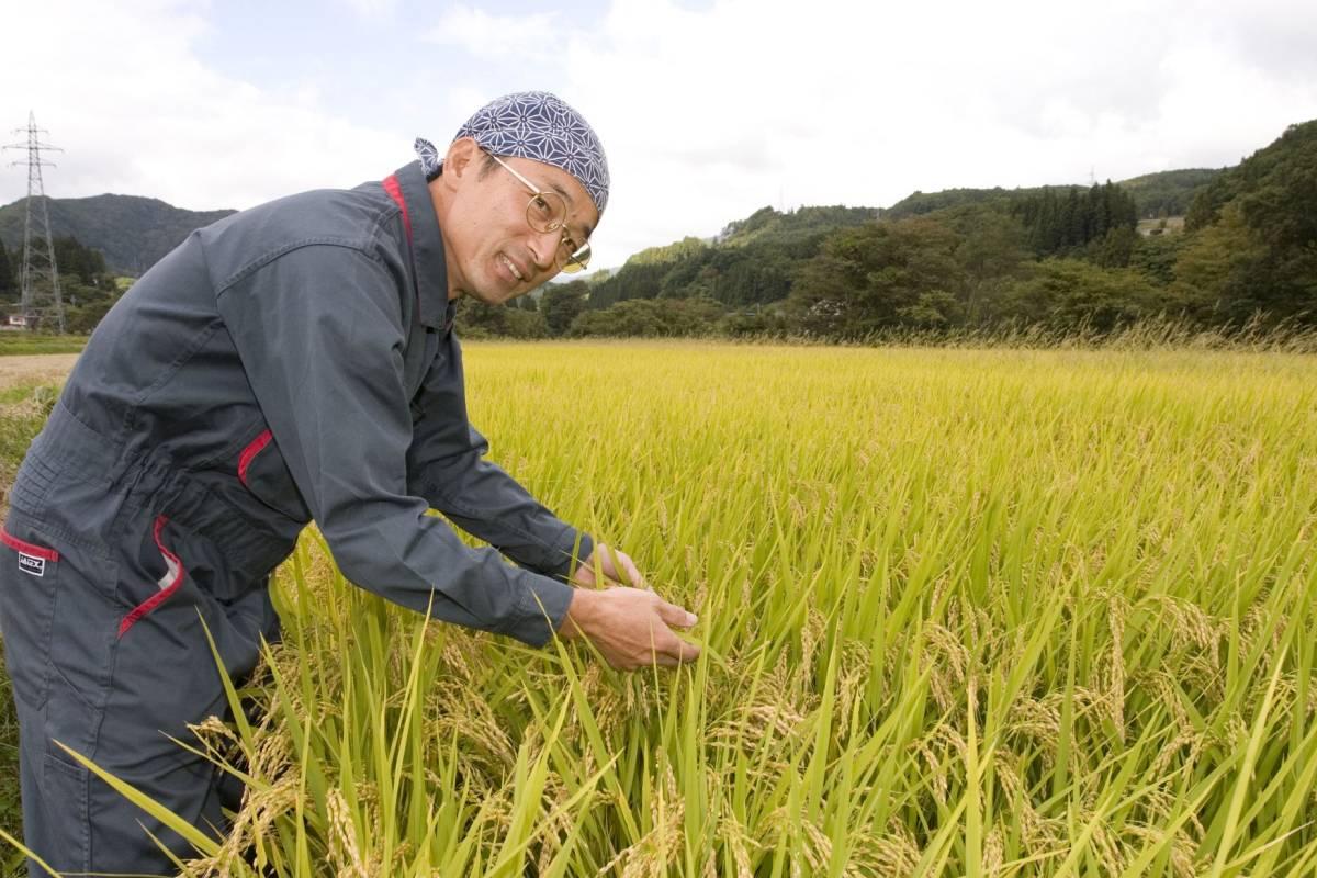 特別栽培米 つや姫 令和8年産 山形県産つや姫（特別栽培米） 新米山形 
