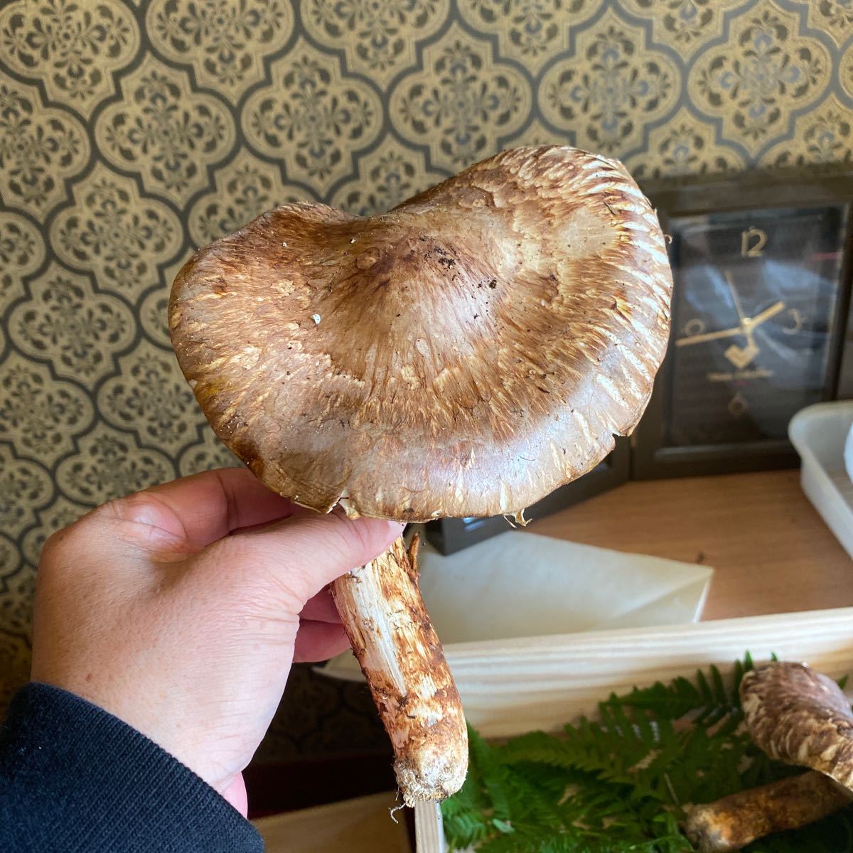 10⁄15朝採れ南信州産松茸180g 松茸朝採れ