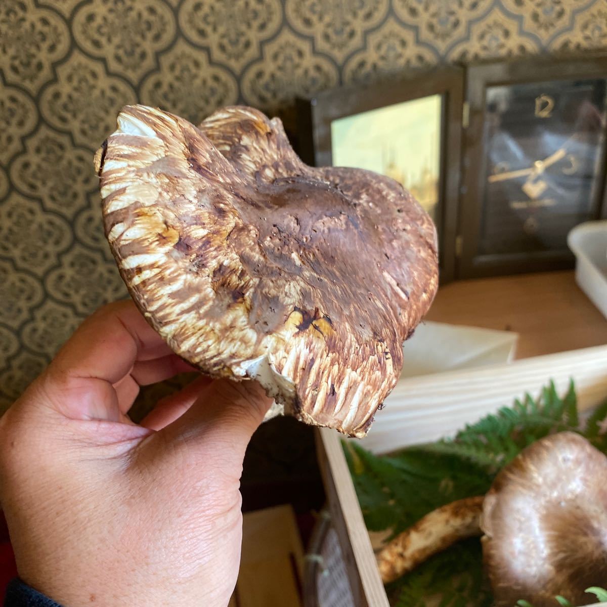 10⁄15朝採れ南信州産松茸180g 松茸朝採れ