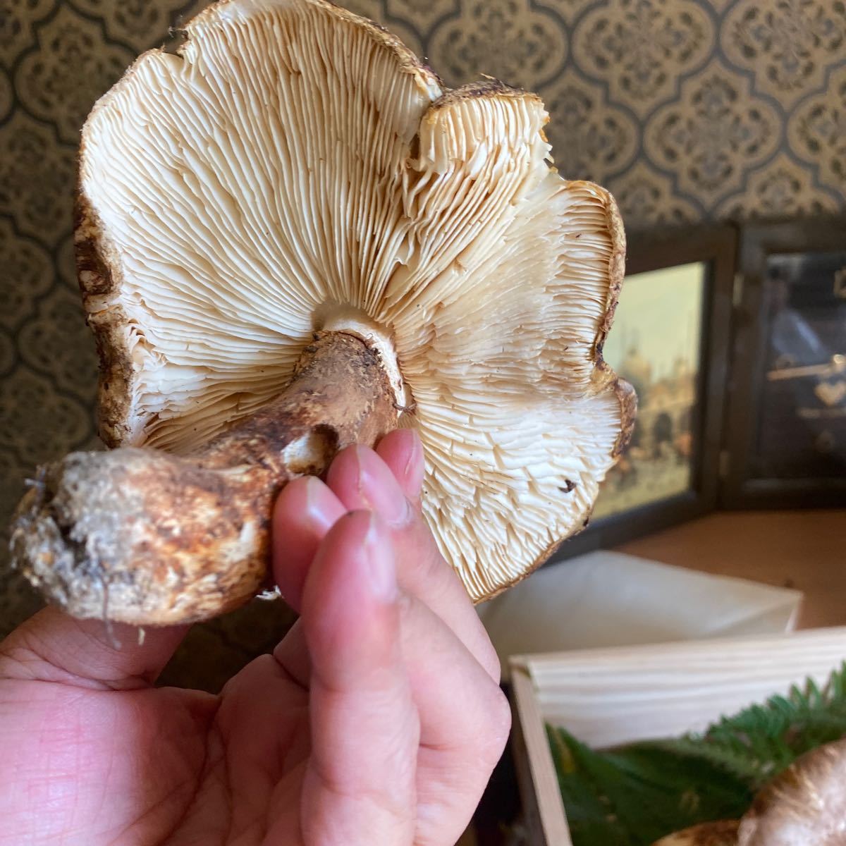 10⁄15朝採れ南信州産松茸180g 松茸朝採れ