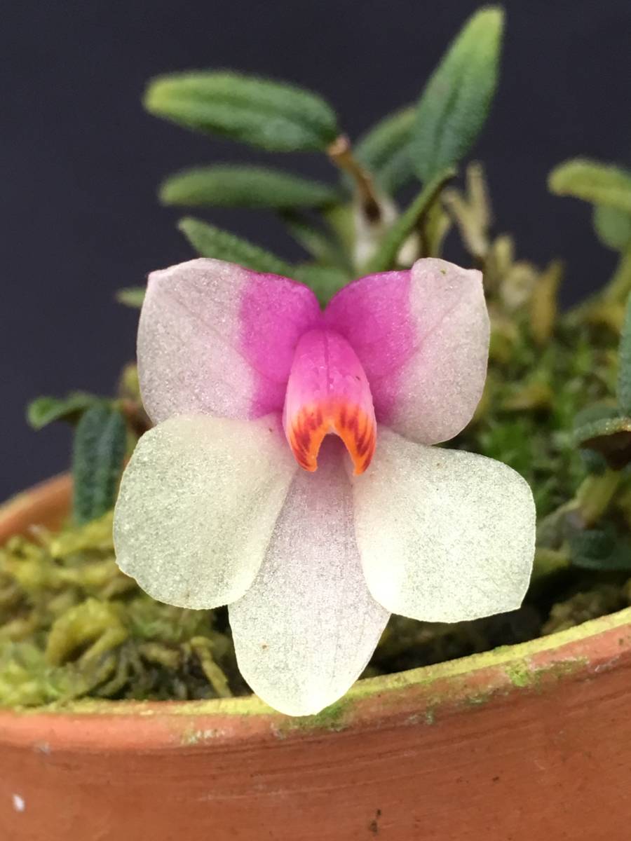 洋蘭 原種 デンドロビウム属 鉢植え 人気の 激レア 人気のオレンジ