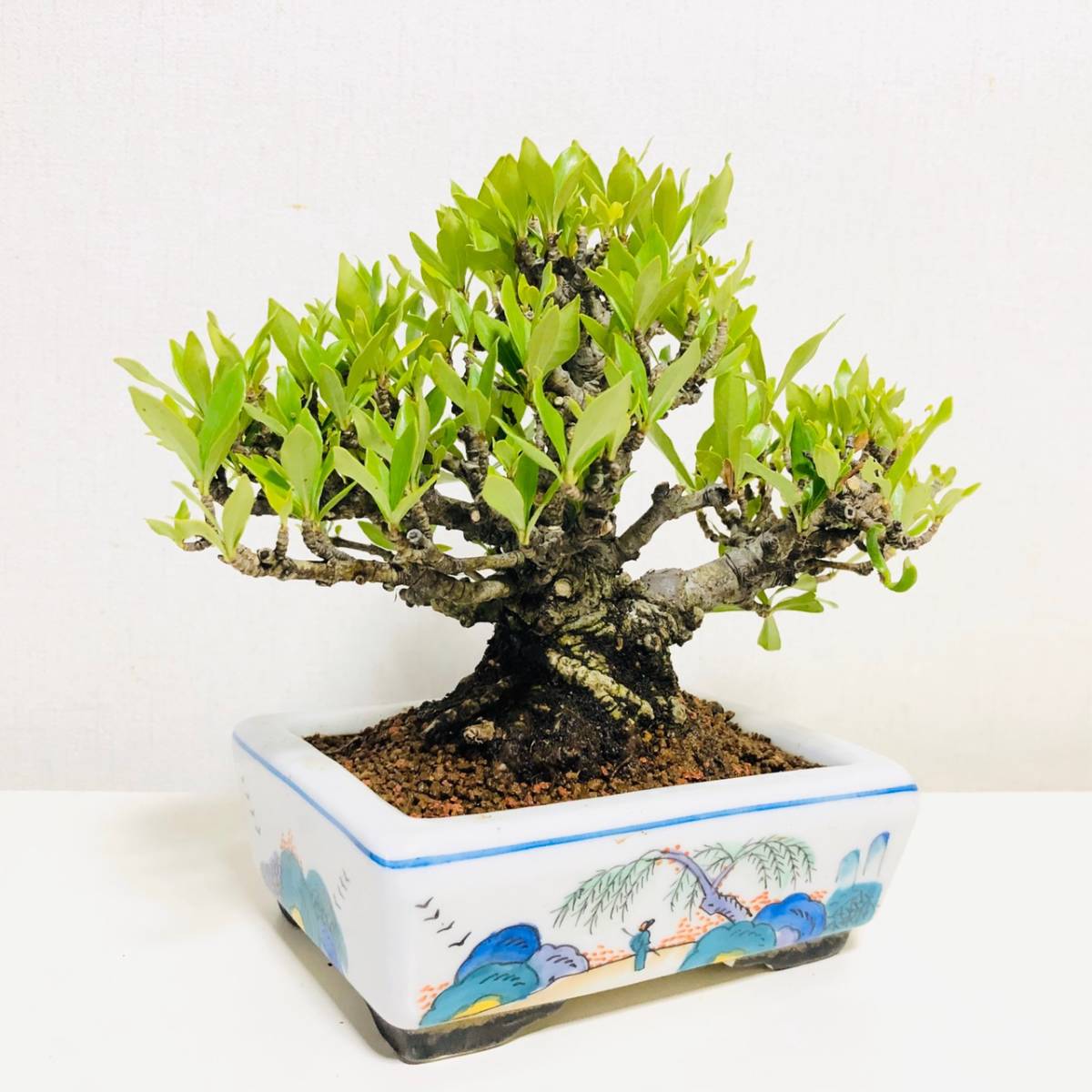 くちなし小品＊＊ ☆小品盆栽☆ 【公式通販】