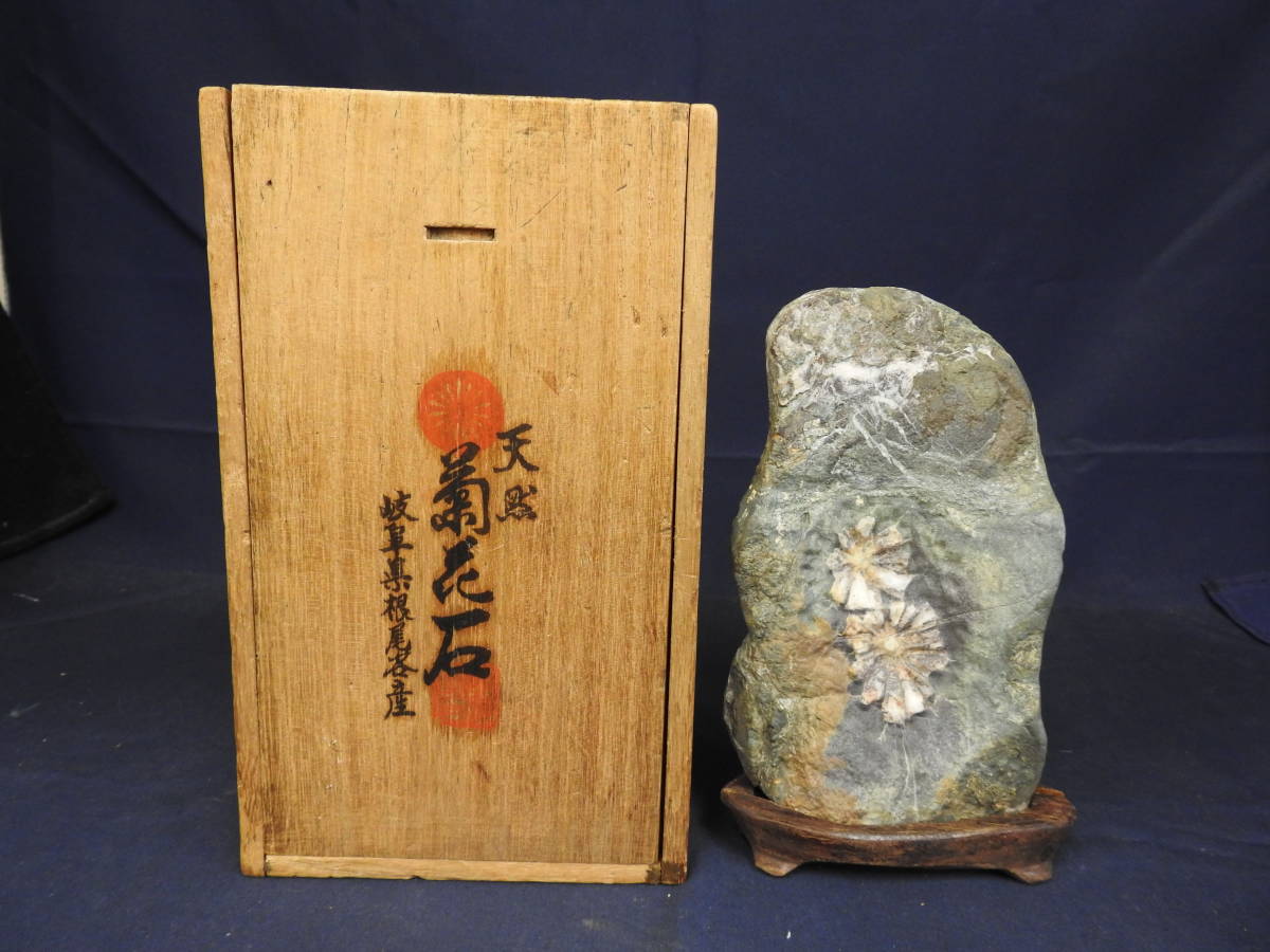 菊花石 岐阜県根尾谷産 (木製台座付き) | 岐阜県根尾谷産『