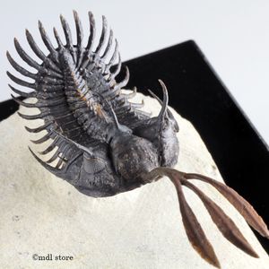 ふじ　三葉虫 三葉虫 化石のYahoo!オークション(旧ヤフオク!)の相場・価格を見る