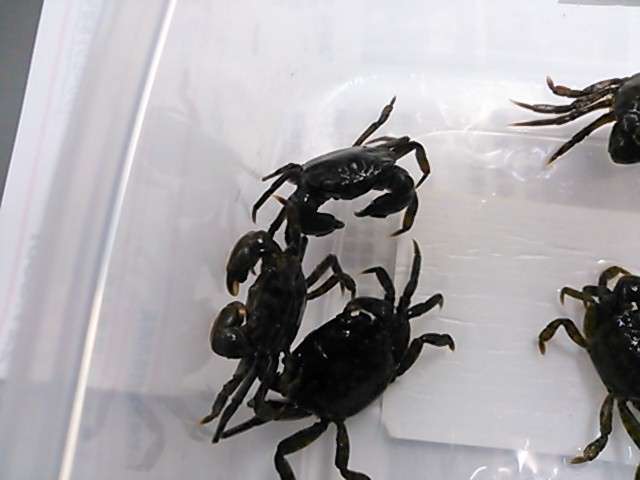 黒鯛用 冷凍磯カニ 0匹セット 冷凍餌 売買されたオークション情報 Yahooの商品情報をアーカイブ公開 オークファン Aucfan Com 黒鯛用 冷凍磯カニ 0匹セット 冷凍餌 売買されたオークション情報 Yahooの商品情報をアーカイブ公開 オークファン Aucfan Com