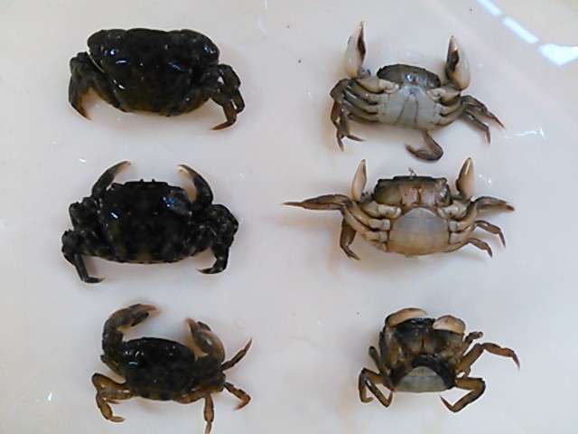 黒鯛用 冷凍磯カニ 0匹セット 冷凍餌 売買されたオークション情報 Yahooの商品情報をアーカイブ公開 オークファン Aucfan Com