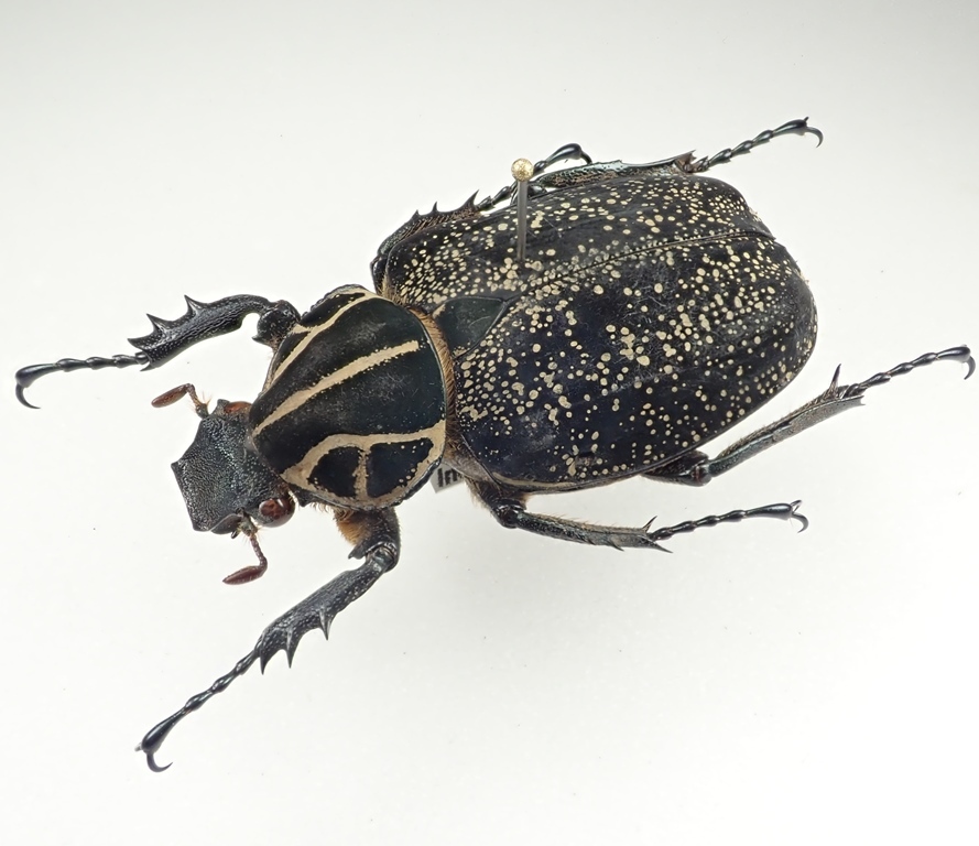 昆虫用品 【56mm】インカツノコガネ メキシコ産 昆虫標本 ハナムグリ