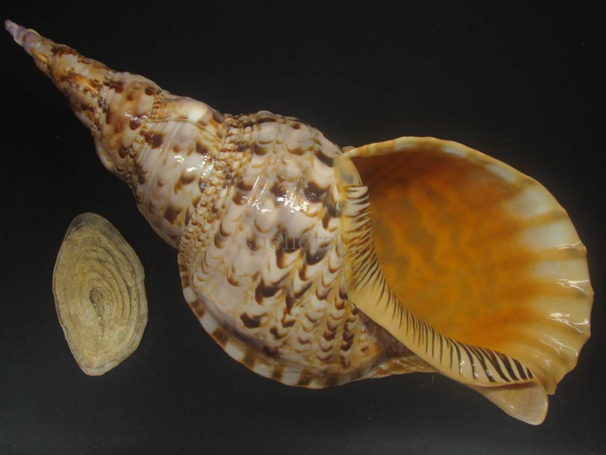 法螺貝①　貝殻　標本 貝 標本 ホラガイ 法螺貝 35.5cm 530g 貝 貝殻 | クチムラサキソデ