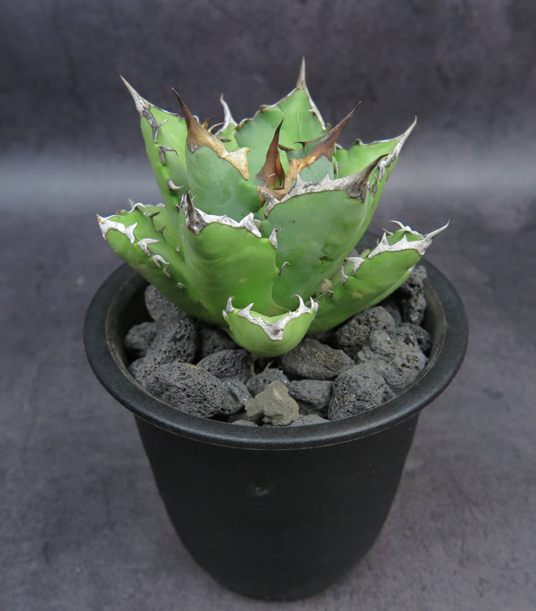 Agave titanota and チタノタ Titanota Black Blue Alba Variegated