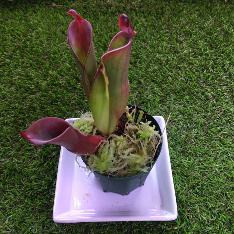 Heliamphora 2.5号 - 食虫植物 メシガイソウ heterodoxsa x minor