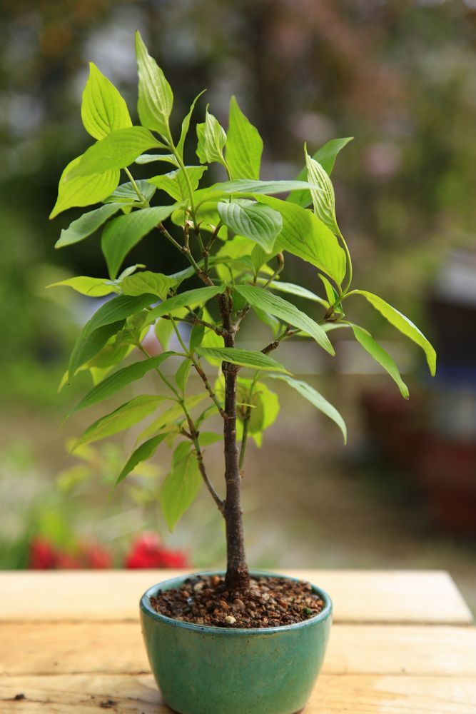 ヤマボウシ 盆栽 ヤマボウシ盆栽 花物盆栽 ぼんさい bonsai 盆栽 【公式通販】