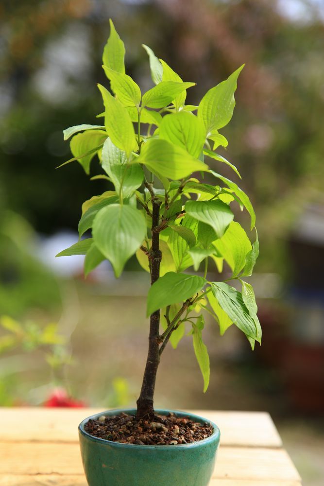ヤマボウシ盆栽 花物盆栽 ぼんさい bonsai 盆栽 【公式通販】