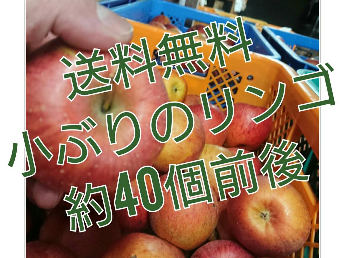 「送料無料」4月1日の発送予定。小さめのリンゴ会津産訳ありの家庭用の約11キロ「43個前後」。 | サンふじ 訳あり りんご（フルーツ・果物｜食品）の通販 1月15日発送。会津の樹上葉取らず家庭用（訳あり）リンゴ。 35個入り）（フルーツ・果物｜食品）の通販