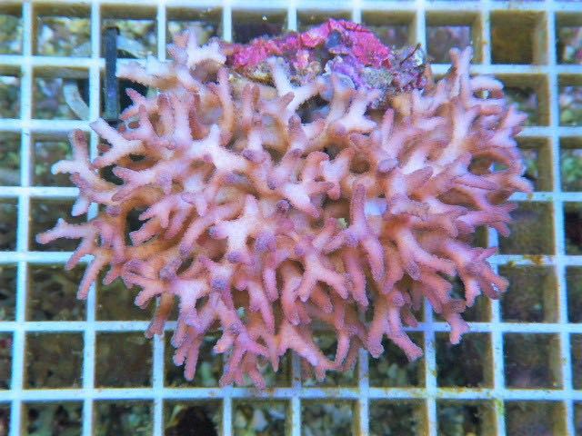 ☆1円スタート！ トゲサンゴ【ピンク】 Coral Sea Japan 7 ＊発送