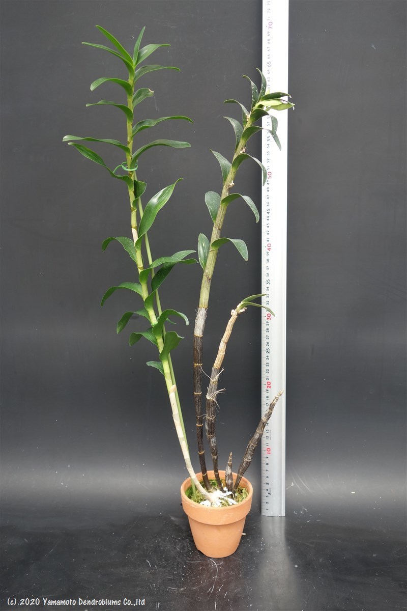 原種 洋蘭 デンドロビューム Den. 北軽ガーデン＊熱帯植物