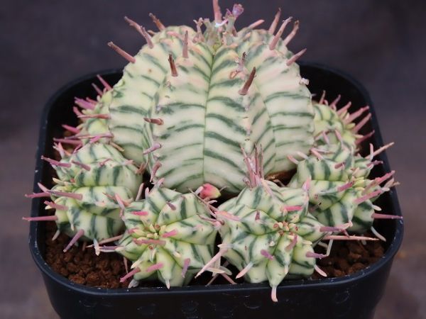 □meloformis variegata メロフォルミス錦 群生 子吹き7株 ヤマト運輸