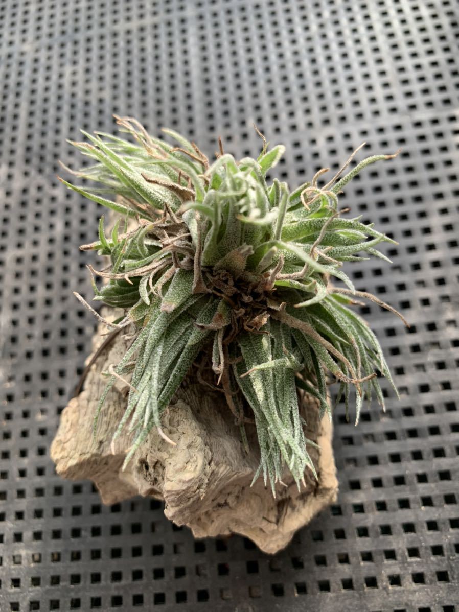 Tillandsia sprengeliana ティランジア スプレンゲリアナ クランプ
