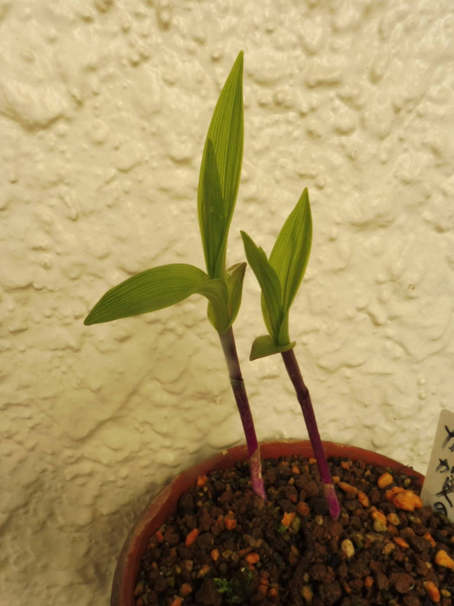 山野草 : カキラン 店 カキラン「加賀の緋」 ［山野草］ 赤花カキラン