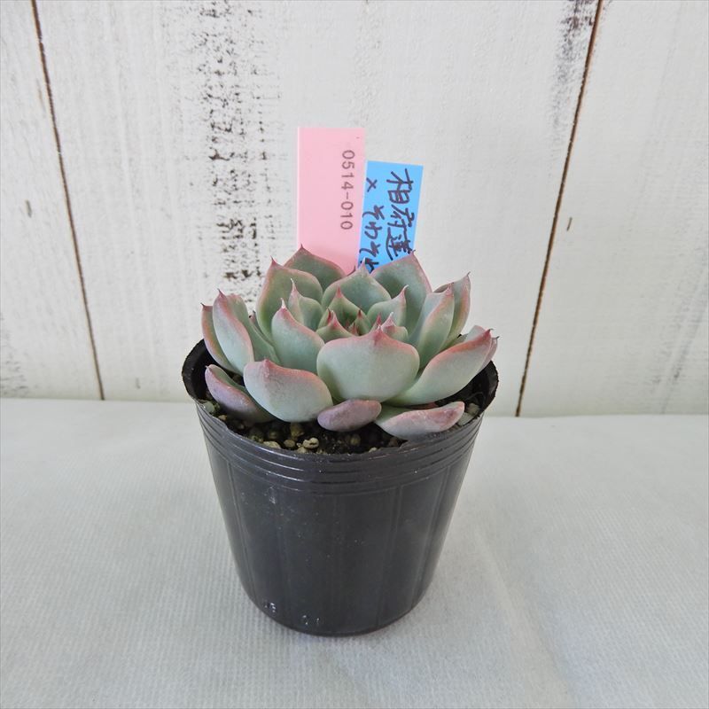 おらいさん青札ざわわ交配コレクション ブログ版 Echeveria メルカリ