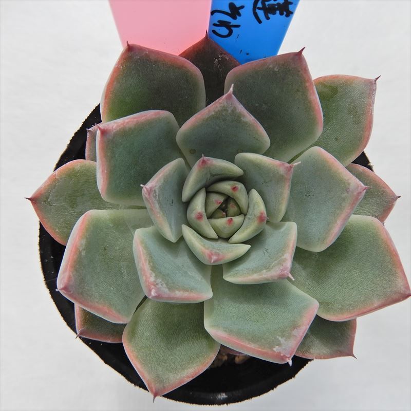 おらいさん青札ざわわ交配コレクション ブログ版 Echeveria メルカリ