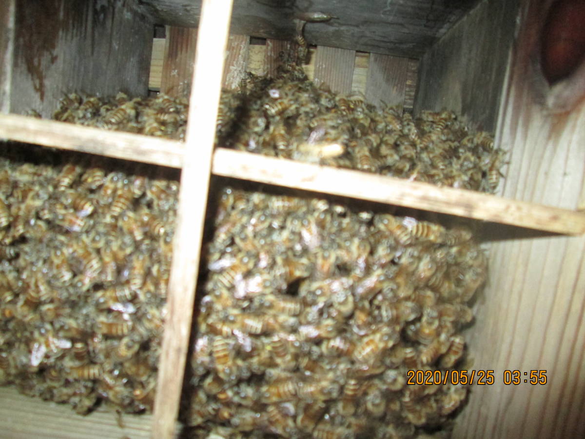 ニホンミツバチ入り巣箱 引き取り限定 日本蜜蜂 今年分蜂 2 虫類 売買されたオークション情報 Yahooの商品情報をアーカイブ公開 オークファン Aucfan Com