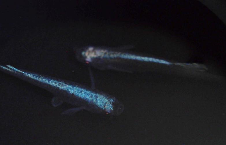 極上 カブキ系 黒幹之 ブルータイプ 有精卵 １２個 Hiro48jp様 ブリード個体からの卵 めだか メダカ めだか 売買されたオークション情報 Yahooの商品情報をアーカイブ公開 オークファン Aucfan Com