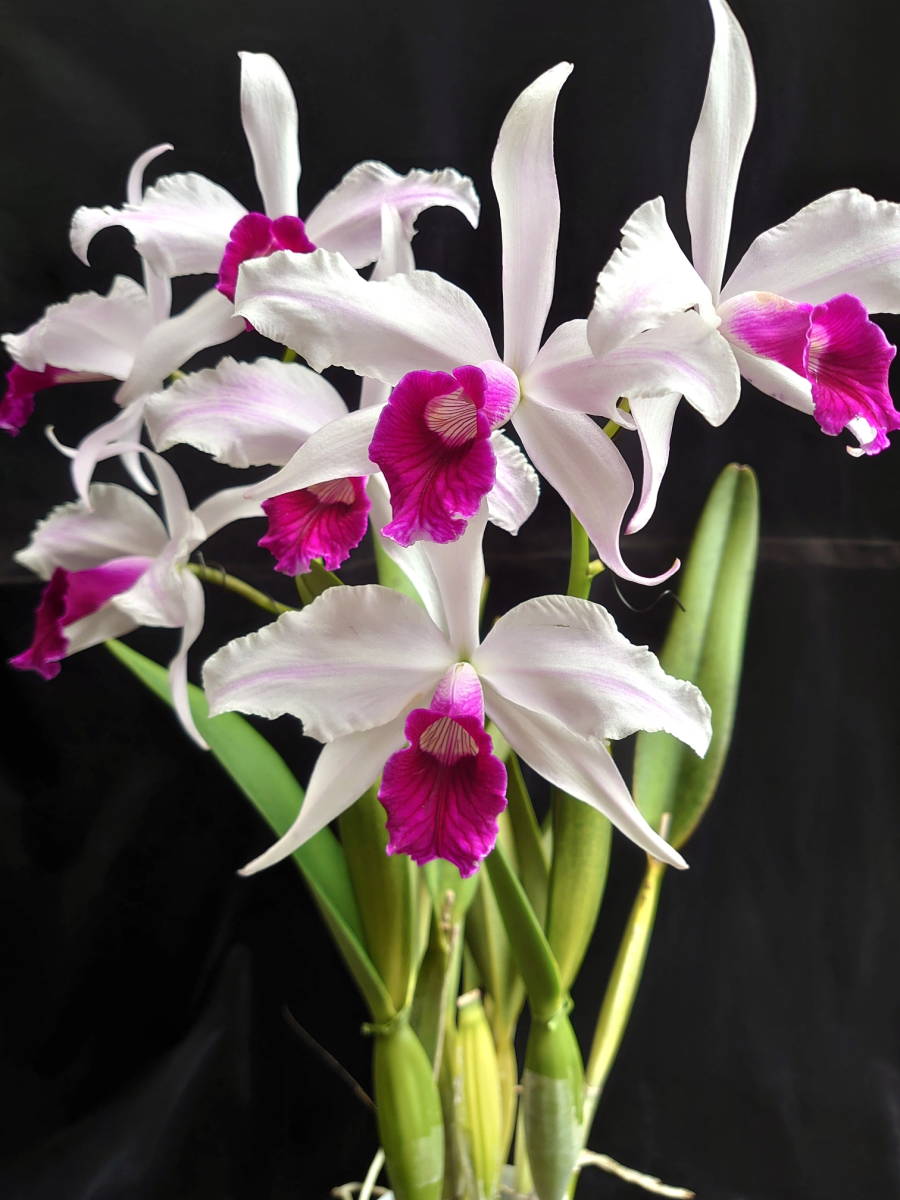 04.☆洋蘭カトレア原種☆C.purpurata 花付き 洋蘭 原種 カトレア C. (L