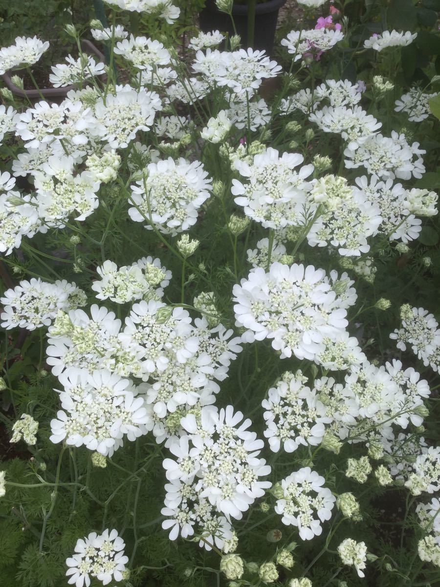 オルレアとニゲラ 花の種 各粒 種 売買されたオークション情報 Yahooの商品情報をアーカイブ公開 オークファン Aucfan Com