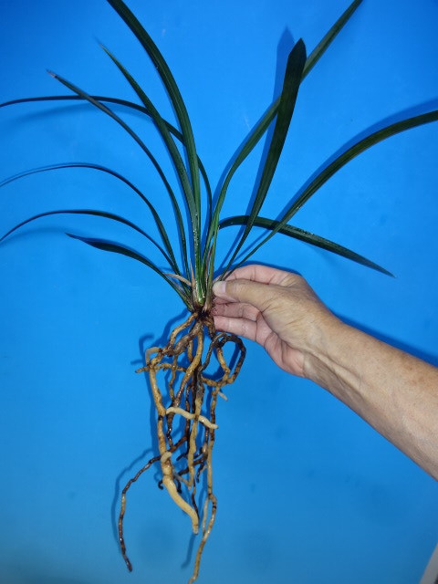 ●寒蘭　高知県土佐清水市下の加江つえの川産（真翠）C-36