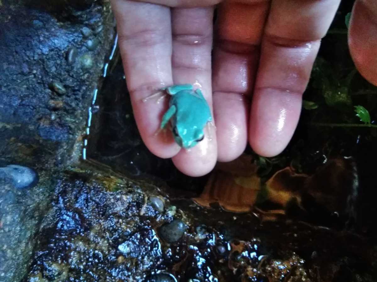 青い アマガエル