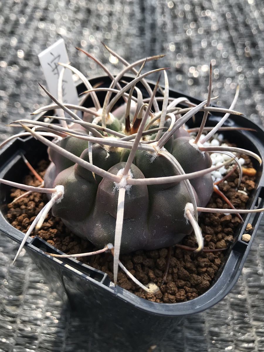 PW》ユーフォルビア“バリダ(母木＝スーパーバリダ)”塊根 コーデックス