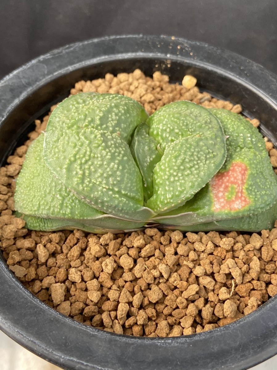 ガステリア ダルマ春鶯囀錦 ≧∇≦）多肉植物 多肉植物 臥牛錦 多肉