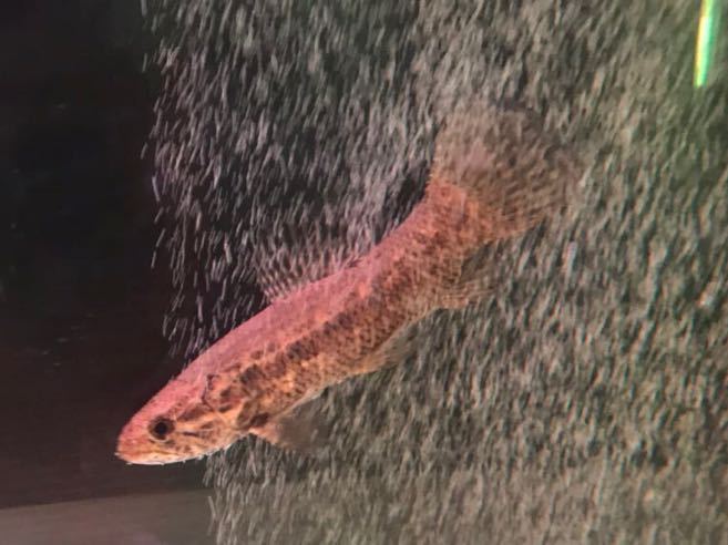 m8堂 ブラックタライロン(9cm±)WILD ｜中・大型カラシンの仲間 